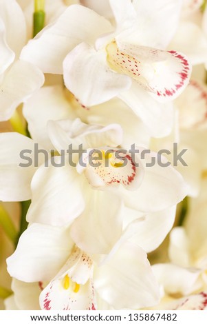 Similar – Image, Stock Photo orchid Elegant Wellness