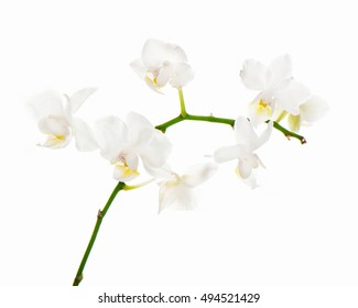 White Orchid Arrangement Centerpiece Isolated On White Background.