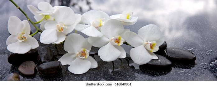 White Orchid And Black Stones Close Up.