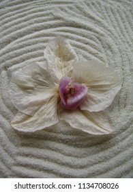 White Orchid Blossom With Purple Center Isolated On Curving Sand Pattern Of A Mini Zen Garden. Peace, Calm, Mindfulness, Wellness Symbol.