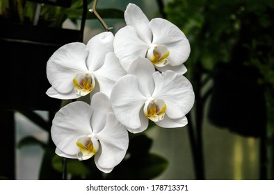 White Orchid Botanical Garden Stock Photo 178713371 | Shutterstock