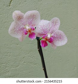 White Orchid Bud With Pink Spots On The Porch Of The House