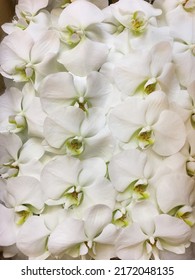 White Orchid  Close Up Background,border