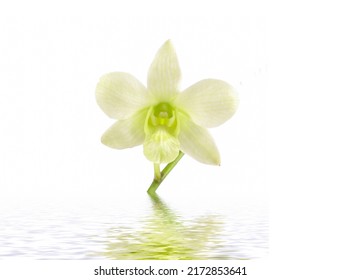 White Orchid Close Up Reflection 