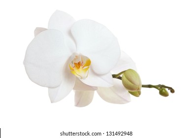 White Orchid closeup - Shutterstock ID 131492948