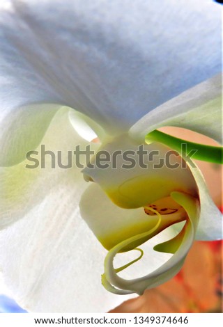 Similar – Image, Stock Photo interior life Nature Plant