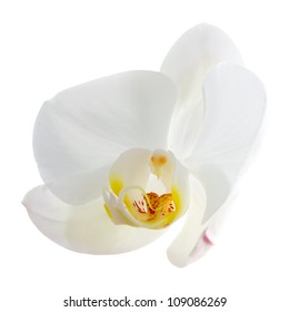 White Orchid Flower Isolated On White Background