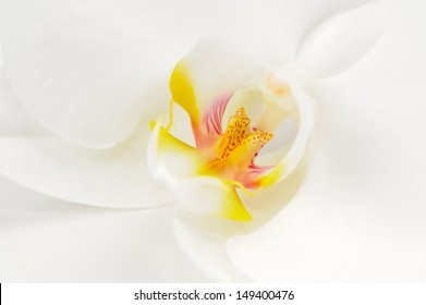 White Orchid Flower Macro