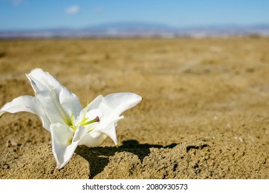 White Orchid Flower On The Sand With Shadow With The Mountain On The Background