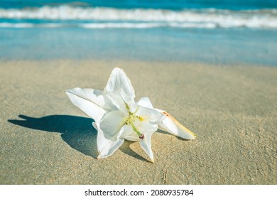 White Orchid Flower On The Sand At The Sea Coast With Shadow.