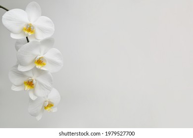 White orchid flower on a white textured background, space for a text.  Large white Orchid flowers in the panoramic image. Panorama, a banner with space for text or insertion.  - Shutterstock ID 1979527700