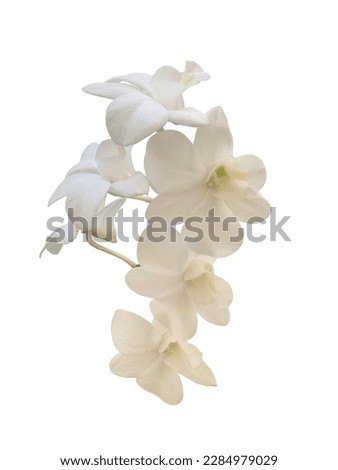 White orchid flowers so beautiful.