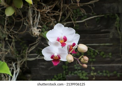 White orchid flowers with brown background.(Phalaenopsis orchid) 