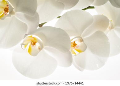 white orchid flowers, macro – Ảnh có sẵn