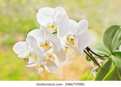 White orchid flowers on a green background - Powered by Shutterstock