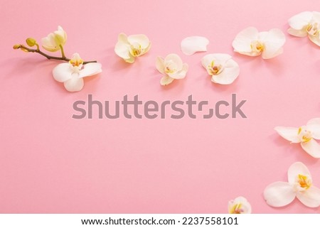 white orchid flowers on pink ackground