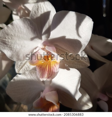 White orchid flowers with yellow pistil centre ( latin name Phalaenopsis amabilis) 