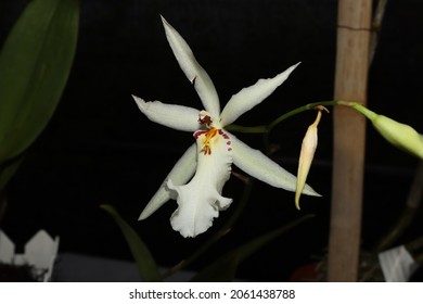 White Orchid With Gorgeous Labellum