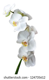 White Orchid Isolated