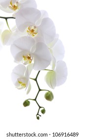 White Orchid Isolated On White