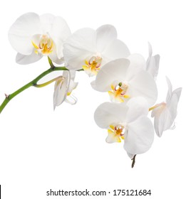 White Orchid Isolated On White