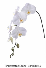 White Orchid Isolated On White 