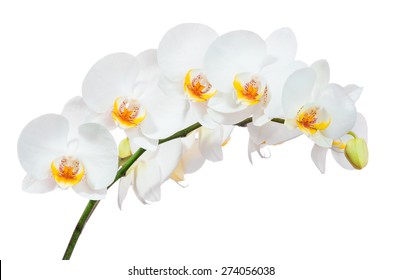 White Orchid Isolated On White