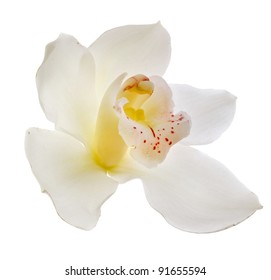 White Orchid Isolated On White