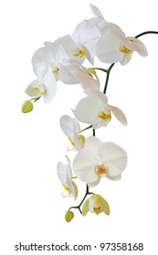 White Orchid Isolated On White