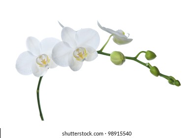 White Orchid Isolated On White