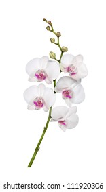 White orchid isolated on white background. indoor flower plants.