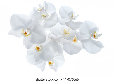 White Orchid Isolated On White Background