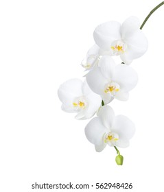 White Orchid Isolated On White Background