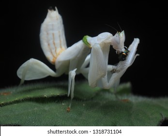 White Orchid Mantis Eat Prey On Stock Photo Edit Now 1318731104