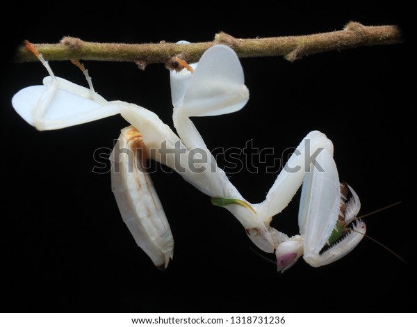 White Orchid Mantis Eat Prey On Stock Photo Edit Now 1318731236