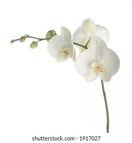 White Orchid On White.