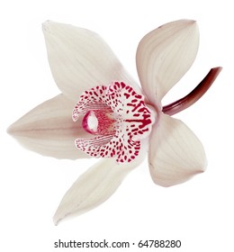 White Orchid On White