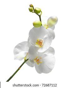 White Orchid On White.