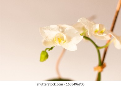 66 Dracula orchid Images, Stock Photos & Vectors | Shutterstock