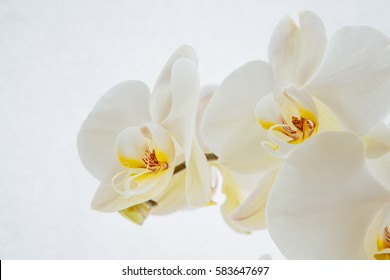 White Orchid On A White Background. The Cleanliness And Comfort. Inner Purity