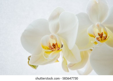 White Orchid On A White Background. The Cleanliness And Comfort. Inner Purity