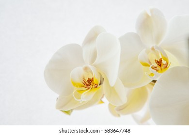 White Orchid On A White Background. The Cleanliness And Comfort. Inner Purity