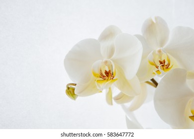 White Orchid On A White Background. The Cleanliness And Comfort. Inner Purity