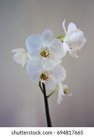 White orchid on a beige background - Shutterstock ID 694817665