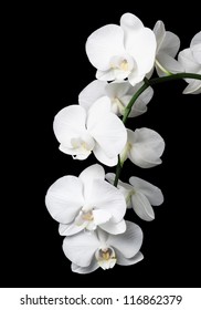 White Orchid On A Black Background