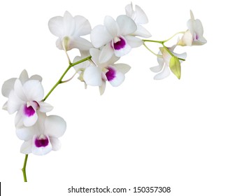 White orchid on white  blackbackground  - Powered by Shutterstock