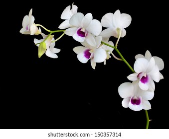 White Orchid On Blackbackground 