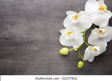 White Orchid On The Grey Background.