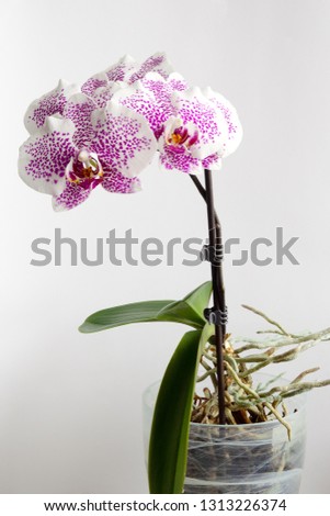 white Orchid (Orchidaceae) with purple spots in the pot
