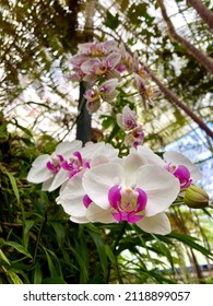 White orchid with purple pink center. Close up photo of White Phalaenopsis aphrodite flower with leaves on a tropical green house.